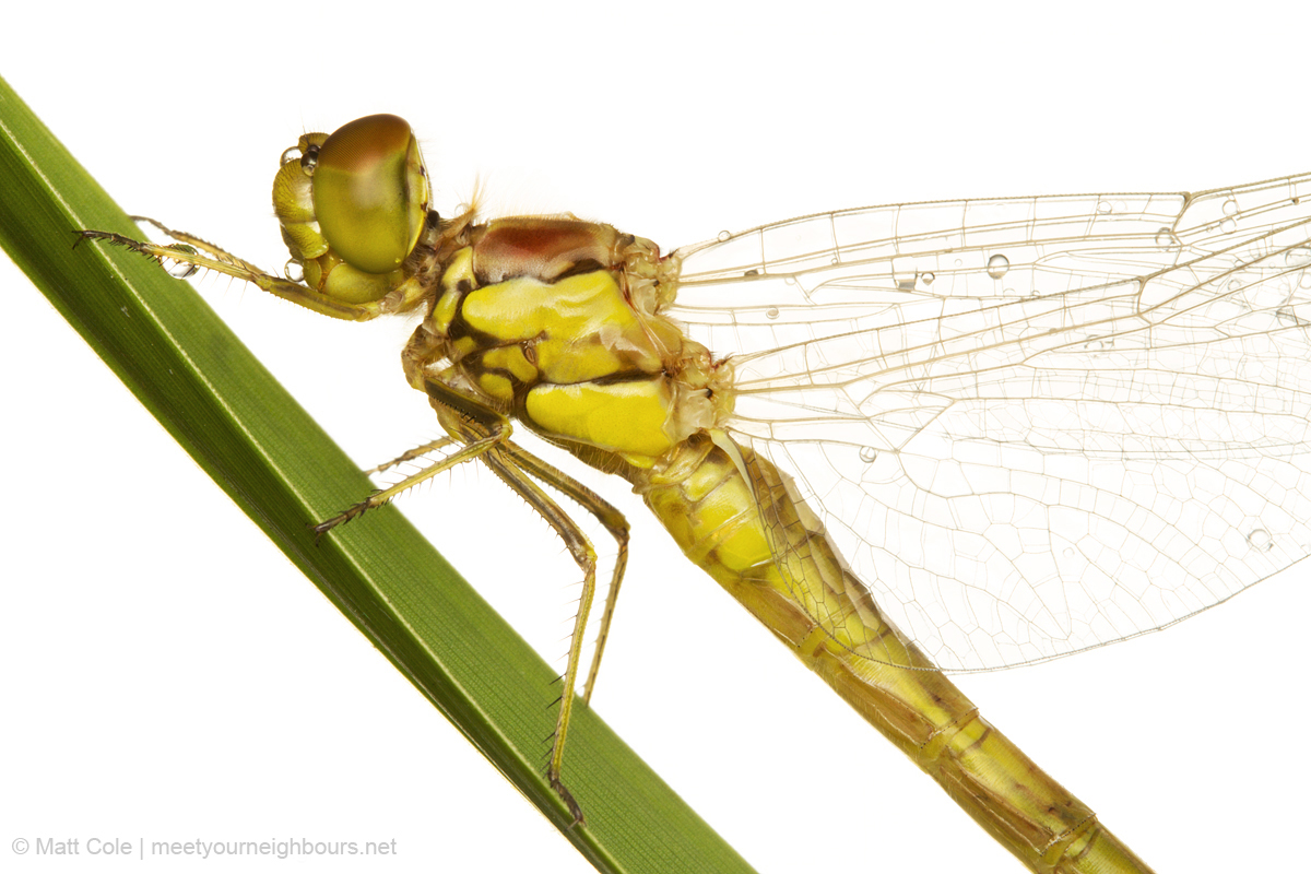 MYN Common Darter 2